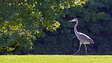 Backlit Heron_15160